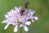 Andrena hattorfiana